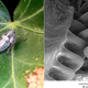 Illustration for article titled This Insect Grows Its Own Microscopic Gears to Move Absurdly Fast